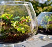 10 گیاه رطوبت دوست برای نگهداری در تراریوم شیشه ای | دکوراسیون داخلی | طراحی داخلی | چیدمان منزل