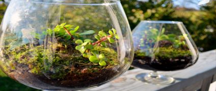 10 گیاه رطوبت دوست برای نگهداری در تراریوم شیشه ای | دکوراسیون داخلی | طراحی داخلی | چیدمان منزل