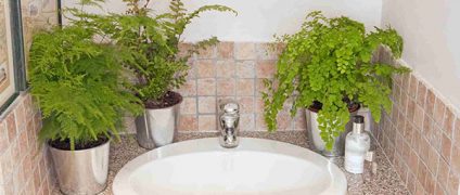 بهترین گل و گیاهان مناسب برای دکوراسیون سرویس بهداشتی | دکوراسیون داخلی خانه | طراحی داخلی